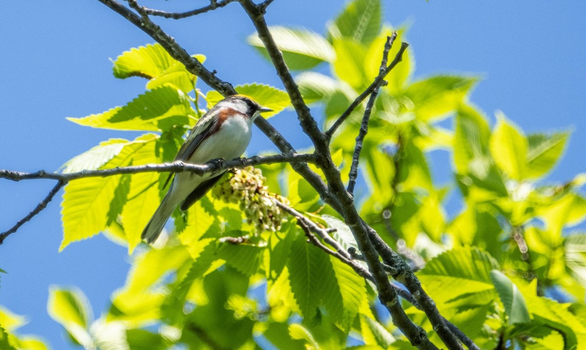 Chestnut-sided Warbler - Matt M.