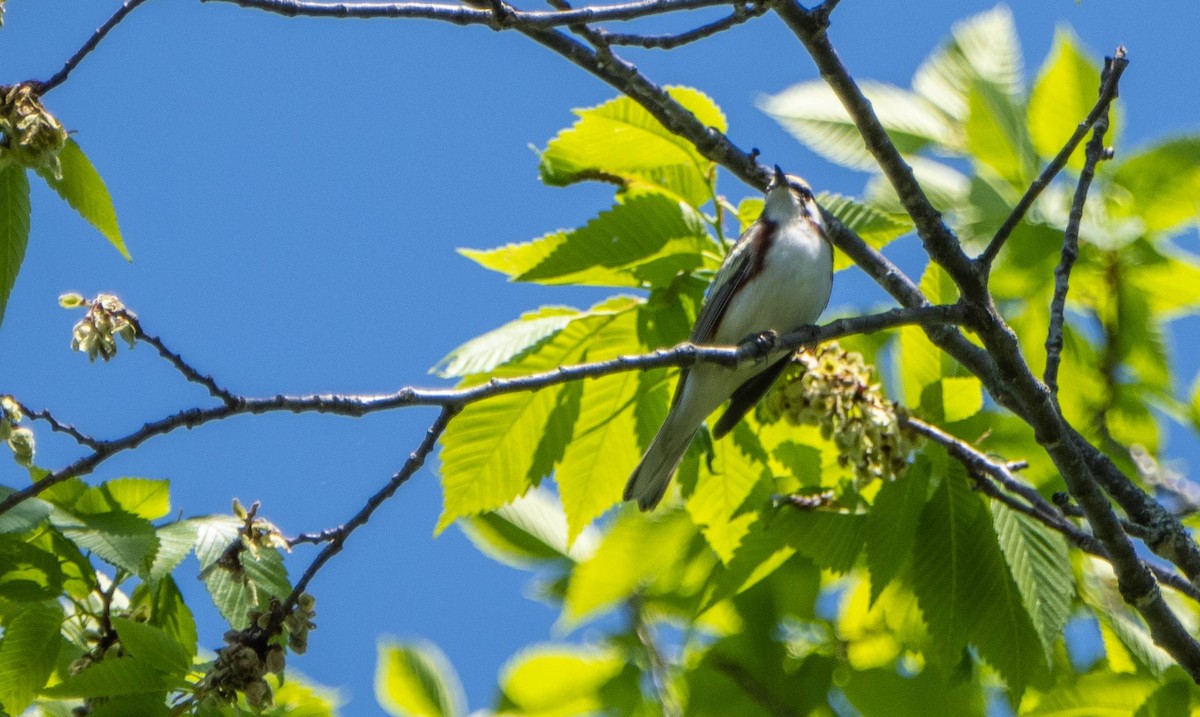 Chestnut-sided Warbler - Matt M.