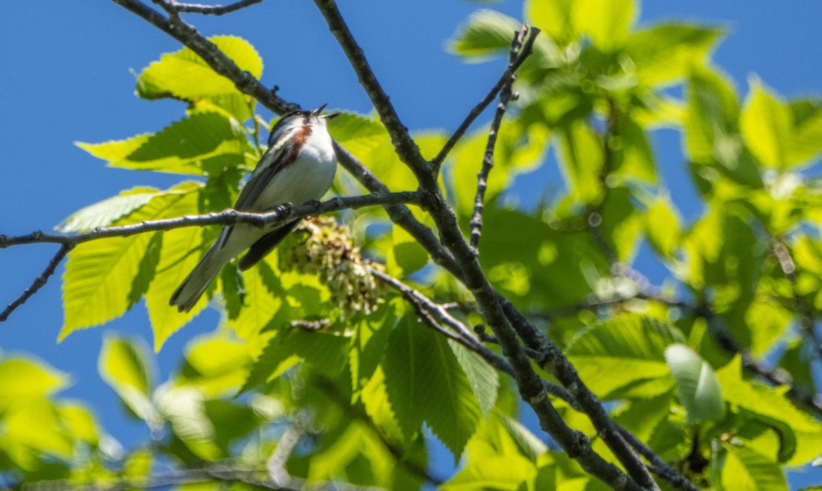 Chestnut-sided Warbler - Matt M.