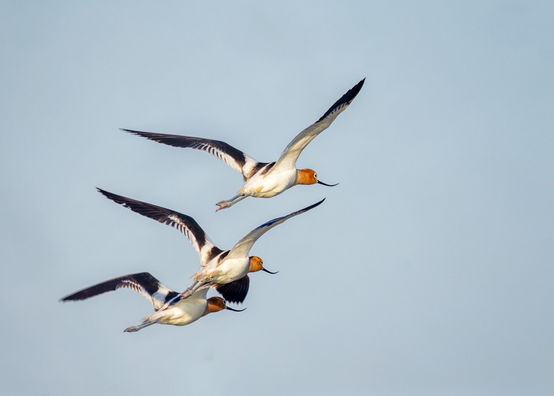 American Avocet - Eric Dyck