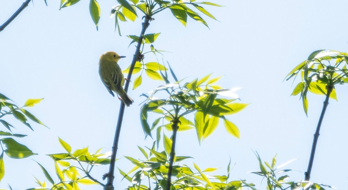 Yellow Warbler - Matt M.