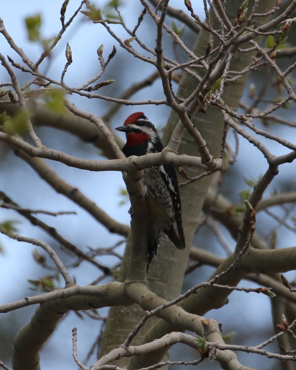 Red-naped Sapsucker - Laurens Halsey