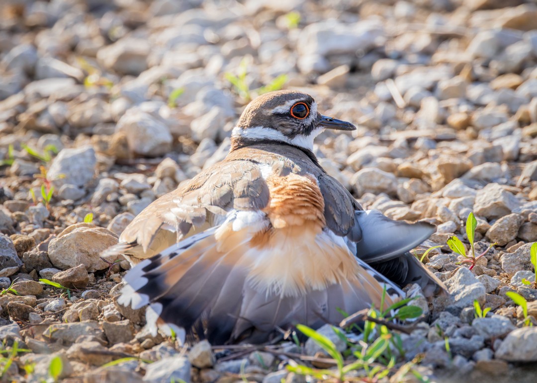 Killdeer - Eric Dyck