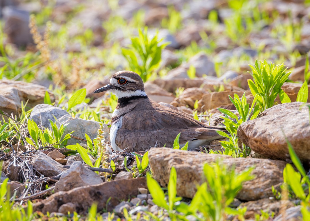 Killdeer - Eric Dyck