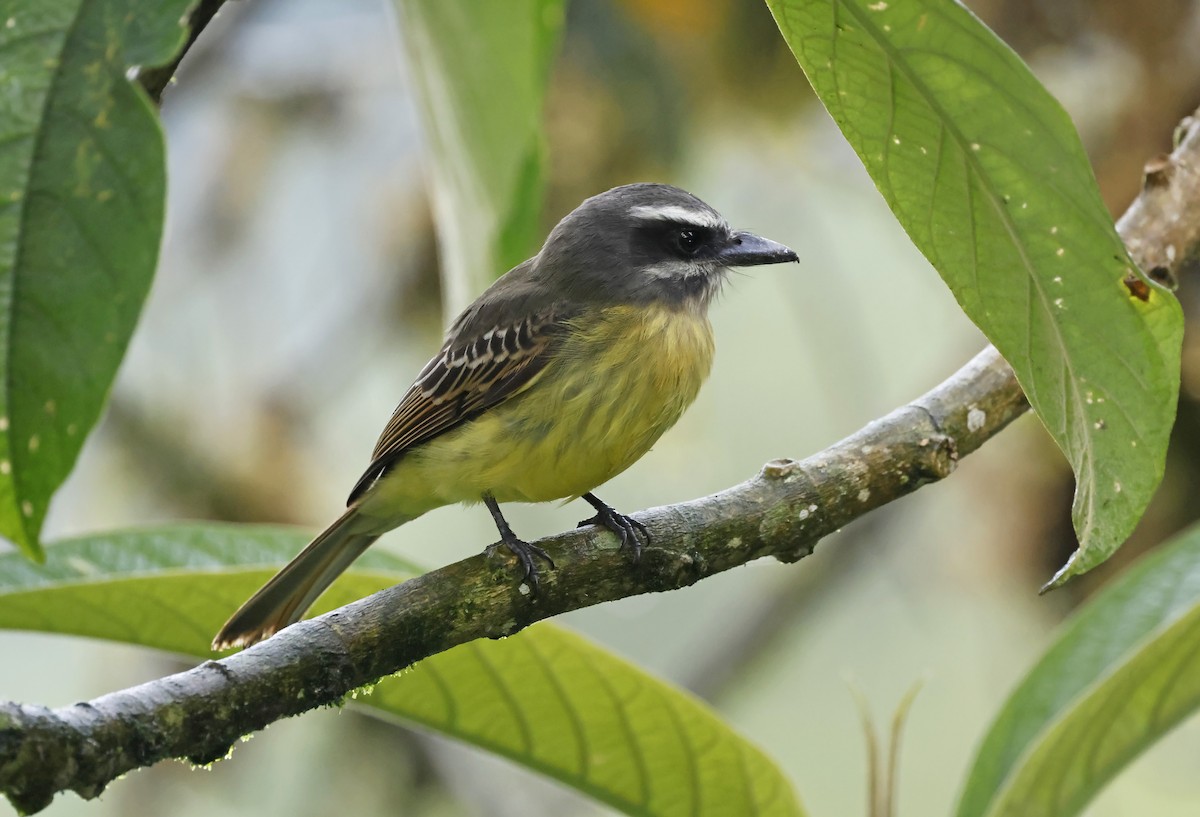 Golden-bellied Flycatcher - Michael Smith