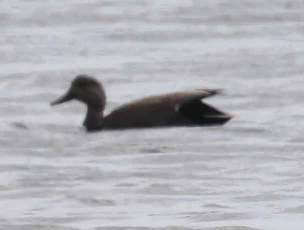 Gadwall - burton balkind