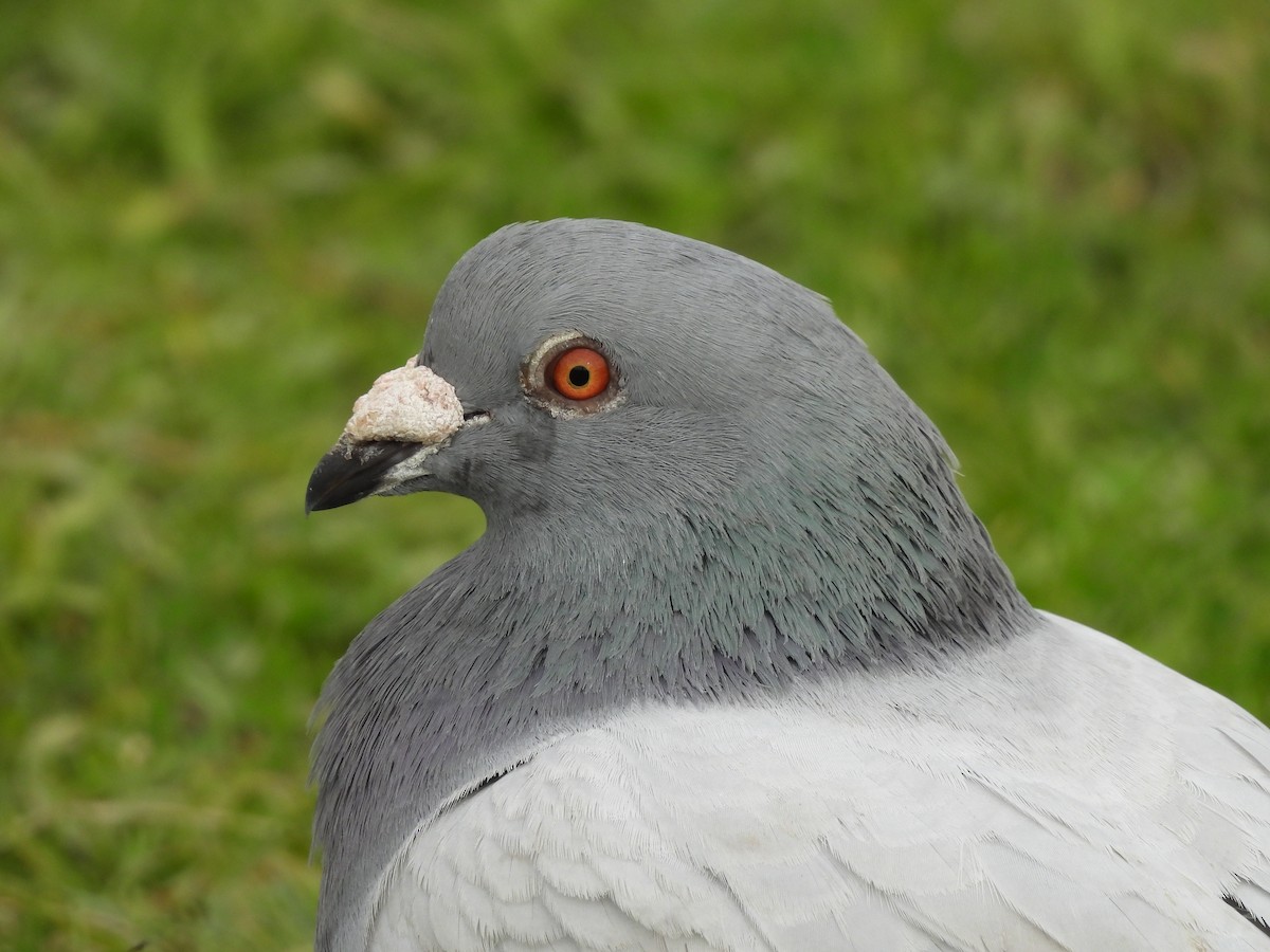 Rock Pigeon (Feral Pigeon) - Chanith Wijeratne