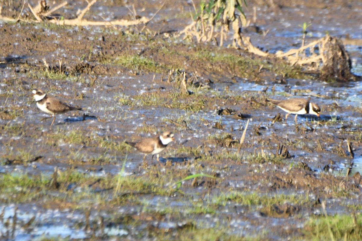 Semipalmated Plover - ML619511897