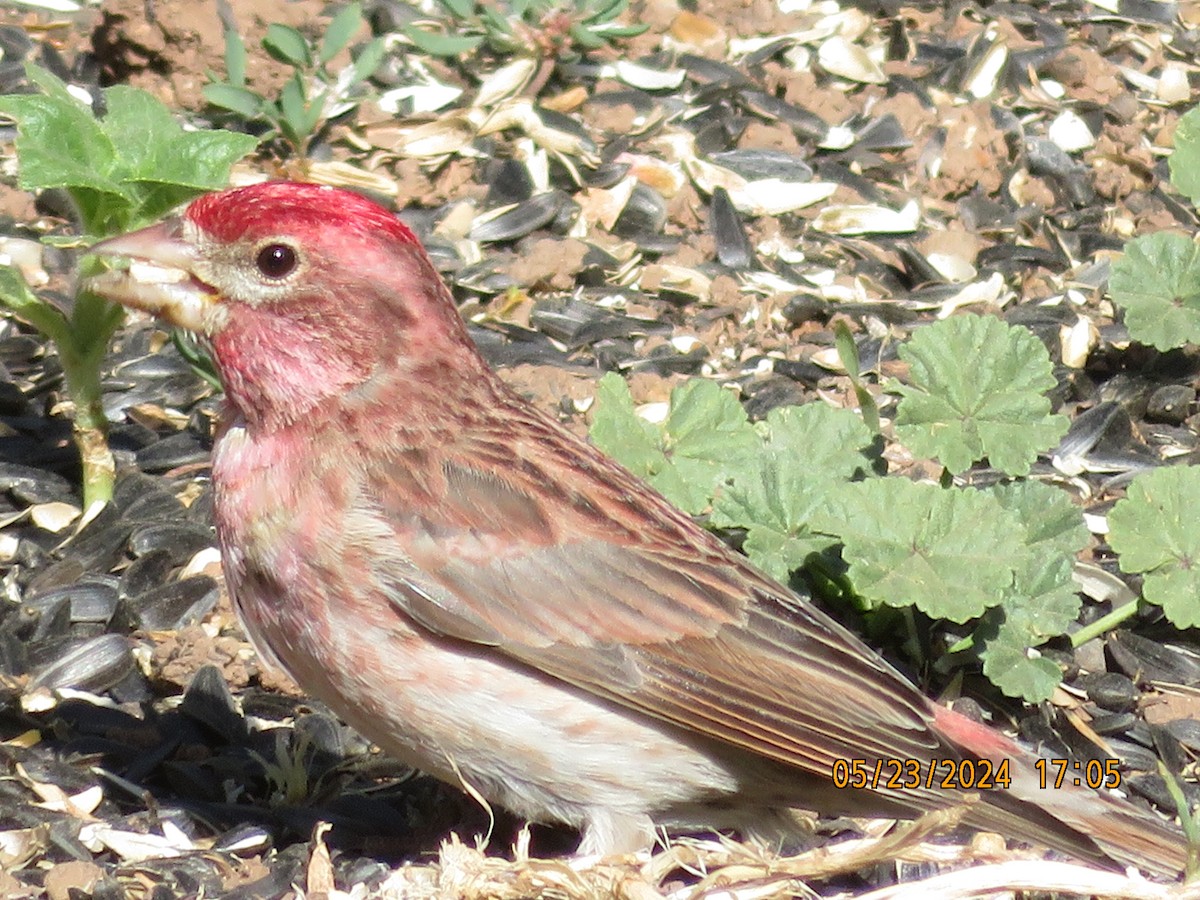 Cassin's Finch - Anonymous