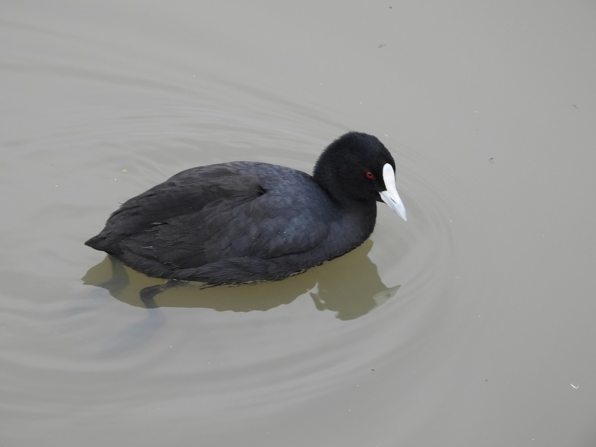 Eurasian Coot - Chanith Wijeratne