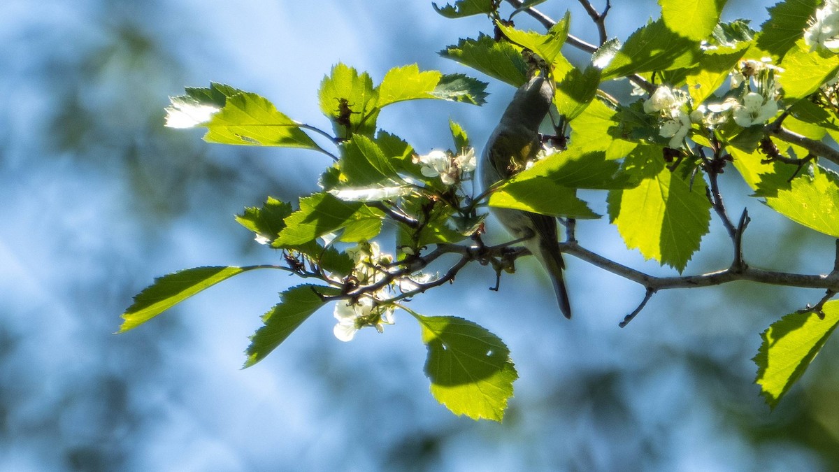 Tennessee Warbler - Matt M.