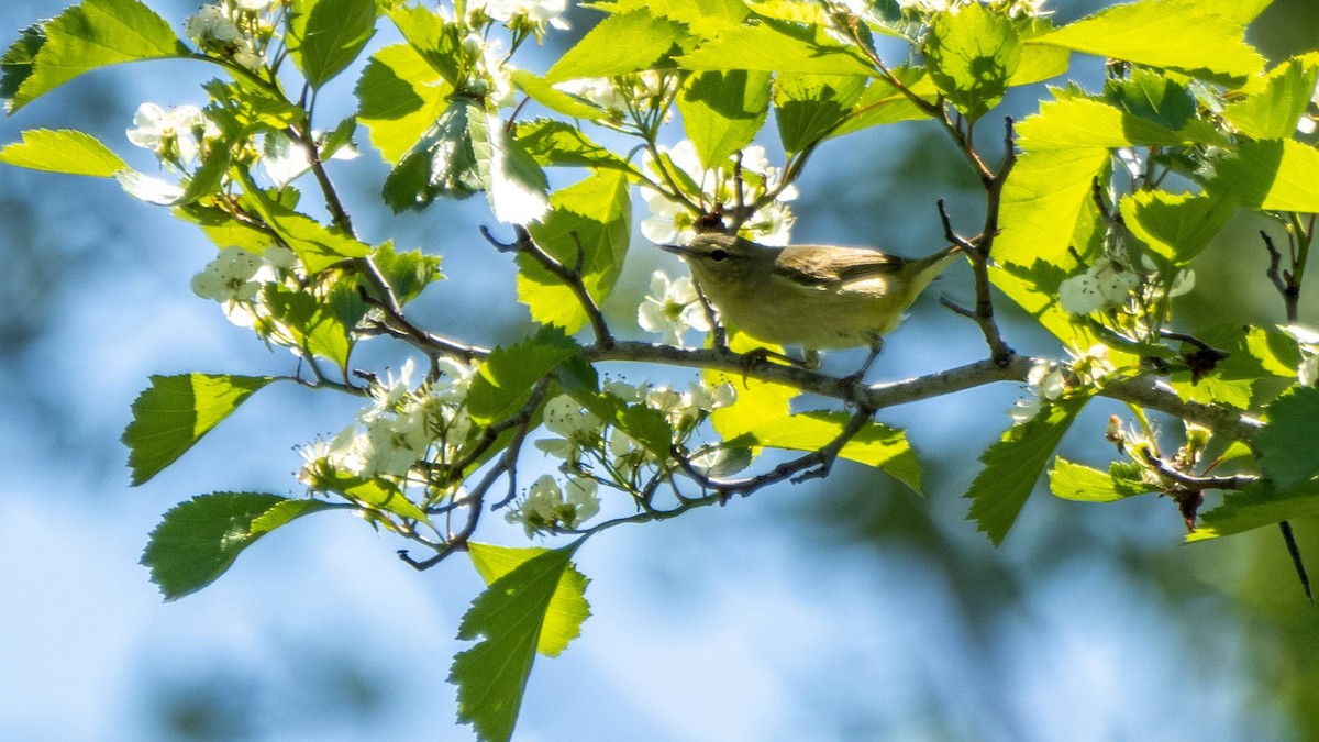 Tennessee Warbler - Matt M.