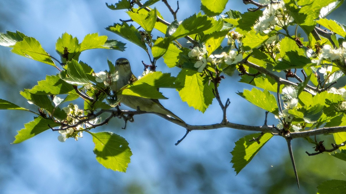 Tennessee Warbler - Matt M.