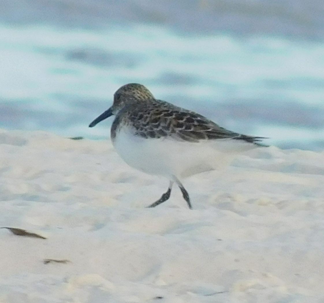 Sanderling - Randy Winstead