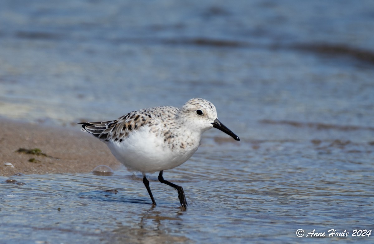 Sanderling - Anne Houle