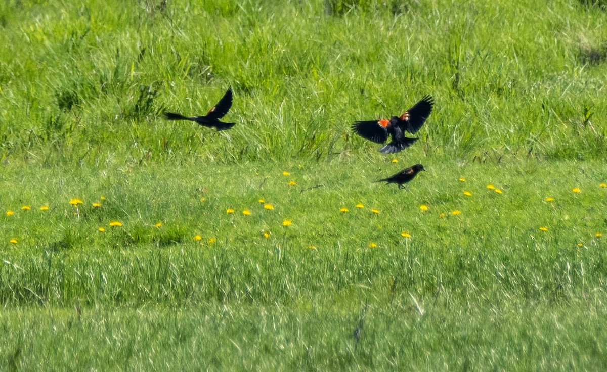Red-winged Blackbird - Matt M.