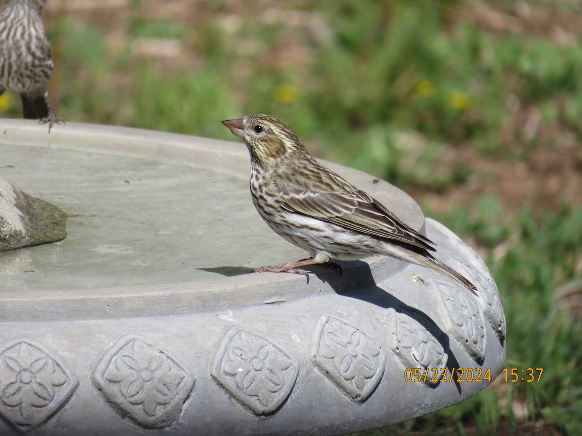 Cassin's Finch - Anonymous