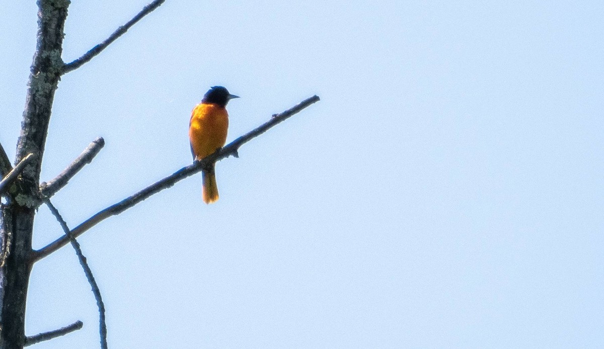 Baltimore Oriole - Matt M.