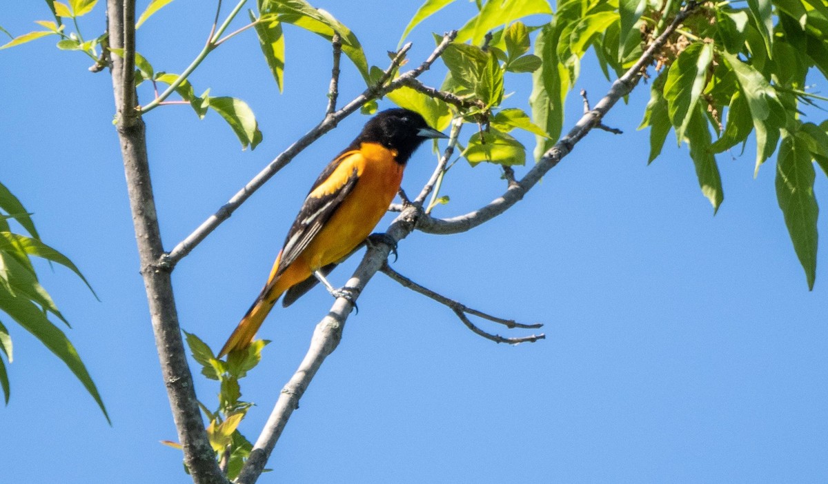 Baltimore Oriole - Matt M.