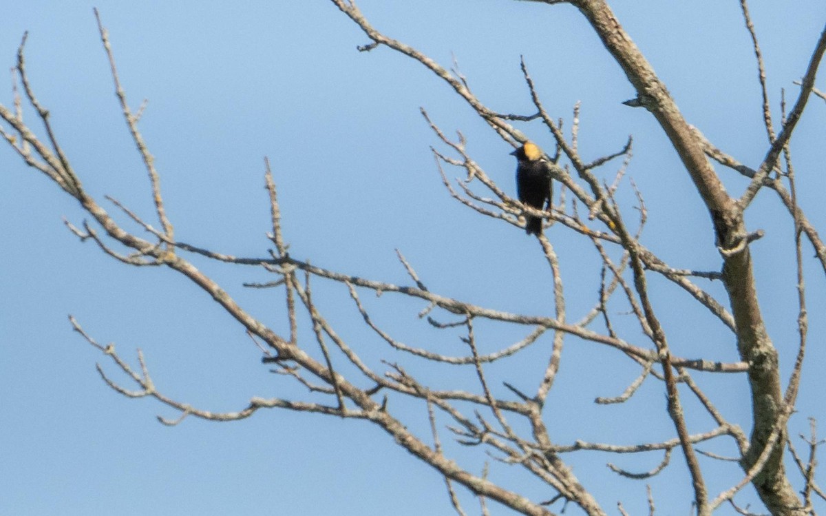 Bobolink - Matt M.