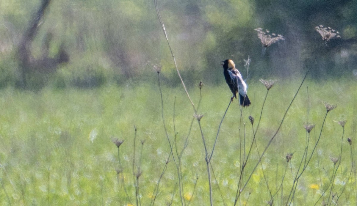 Bobolink - Matt M.