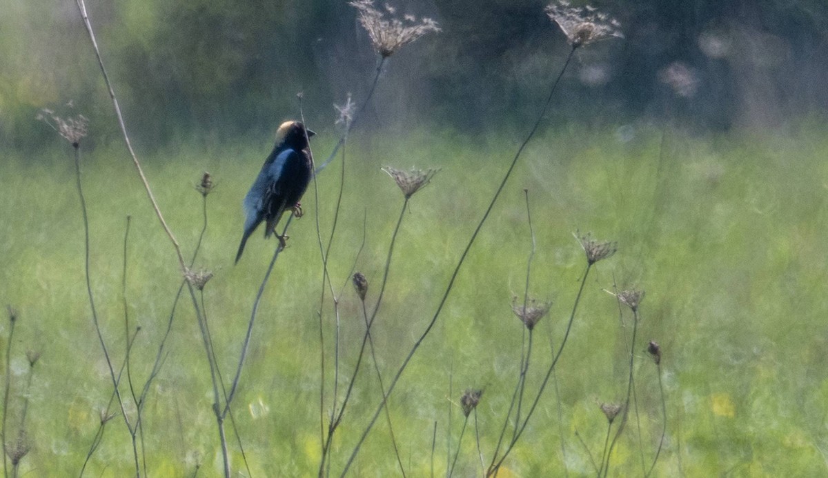 Bobolink - Matt M.