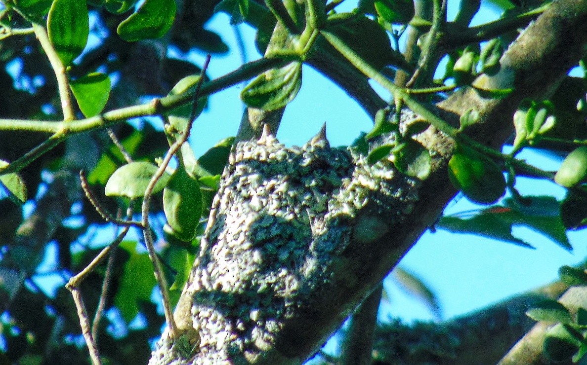 Blue-gray Gnatcatcher - ML619511933