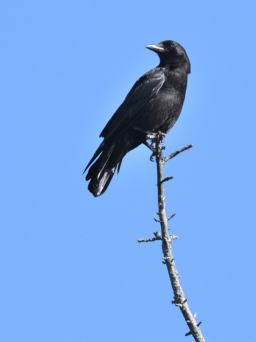 American Crow - Colin Fisher