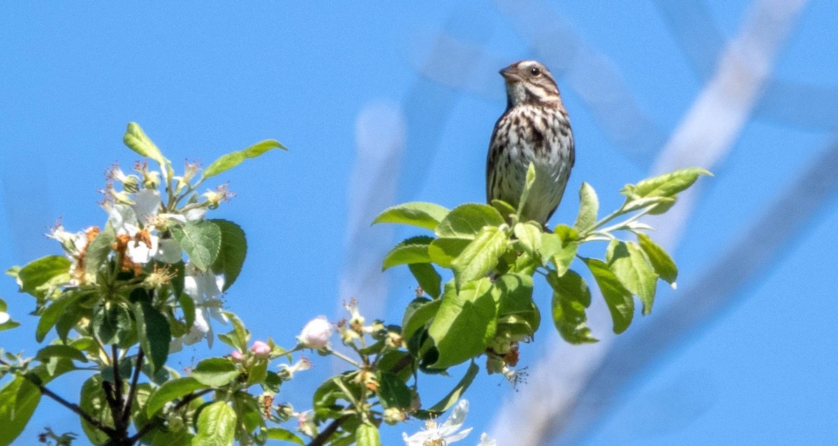 Song Sparrow - Matt M.