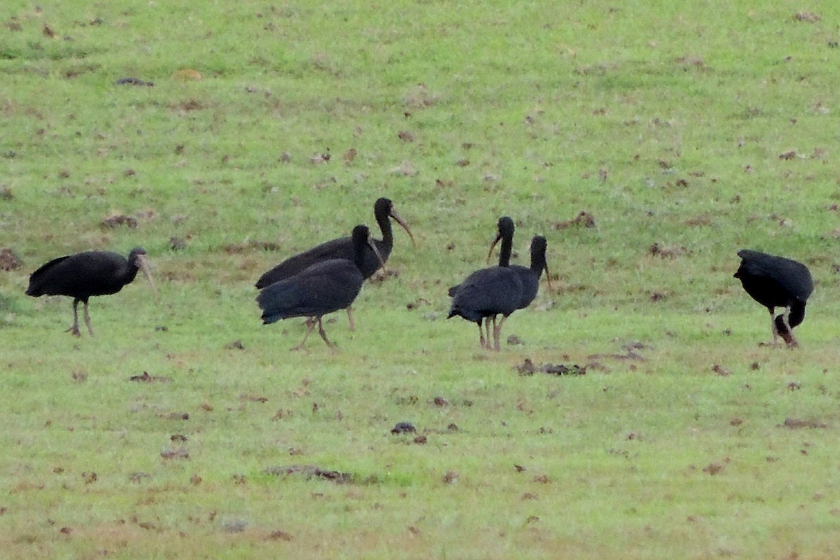 Bare-faced Ibis - Licinio Garrido Hoyos