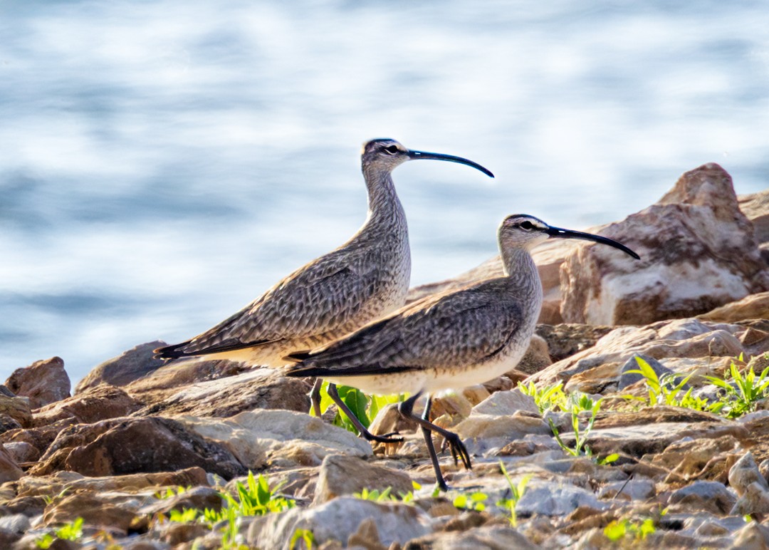 Whimbrel - Eric Dyck