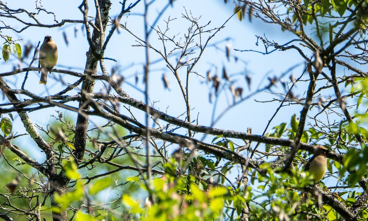 Cedar Waxwing - Matt M.