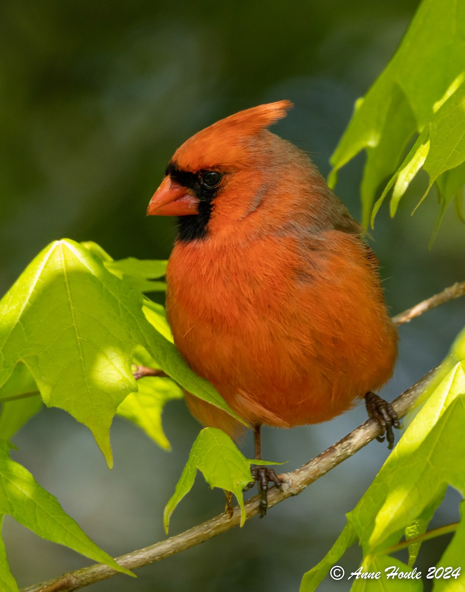 Northern Cardinal - Anne Houle