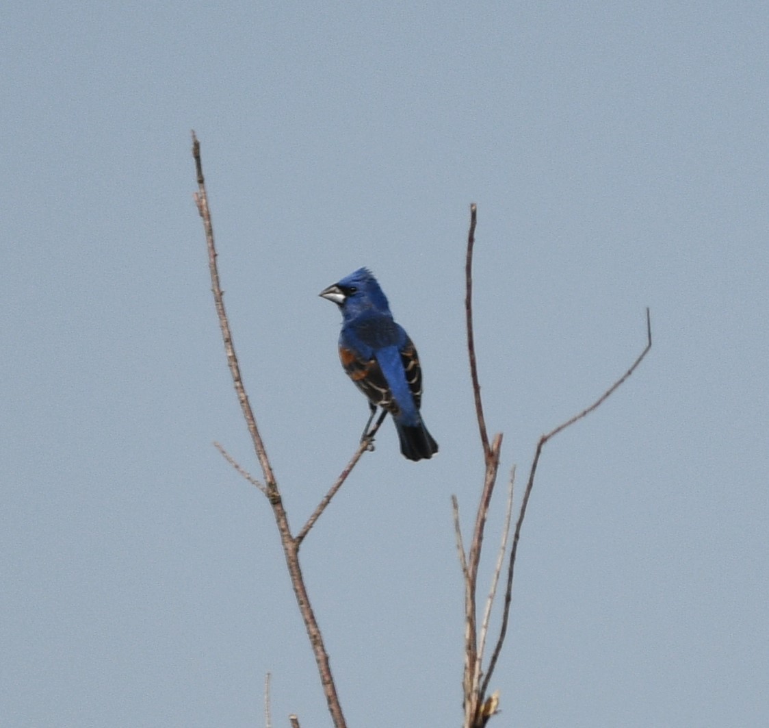 Blue Grosbeak - Laura Stump