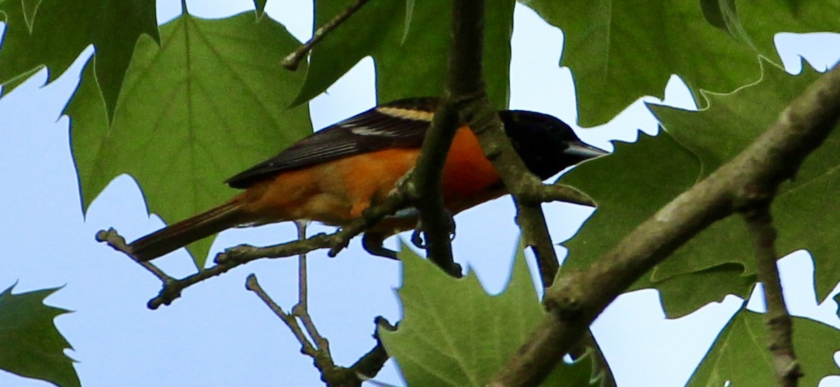 Baltimore Oriole - ML619511948