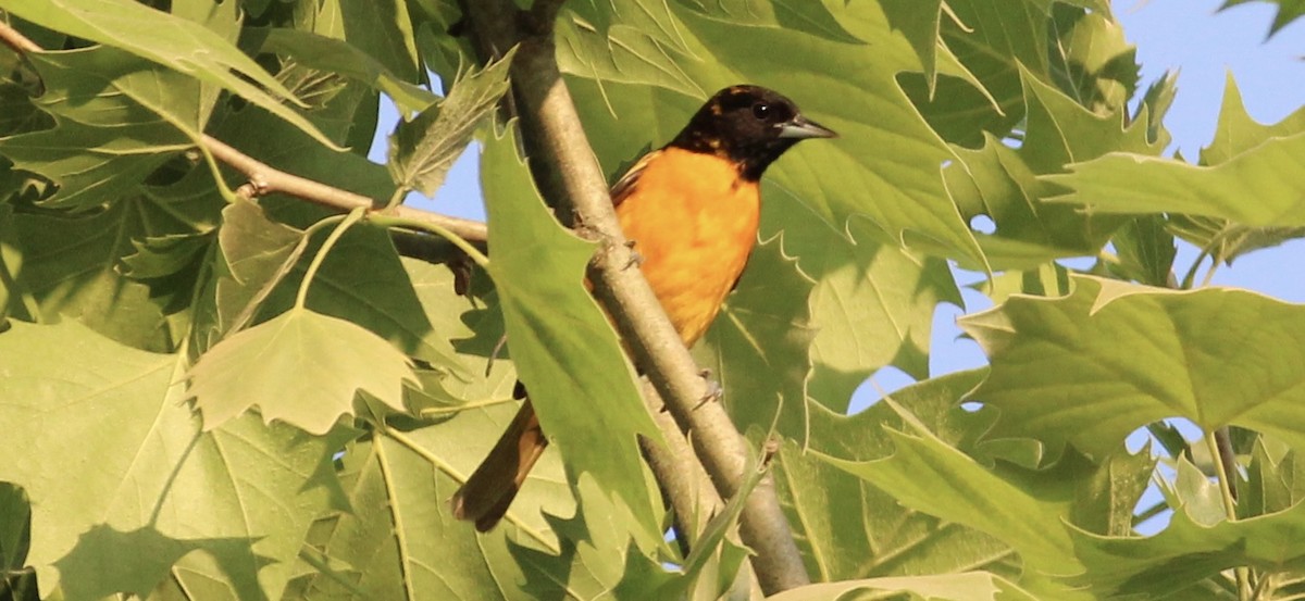 Baltimore Oriole - Frank McCulley