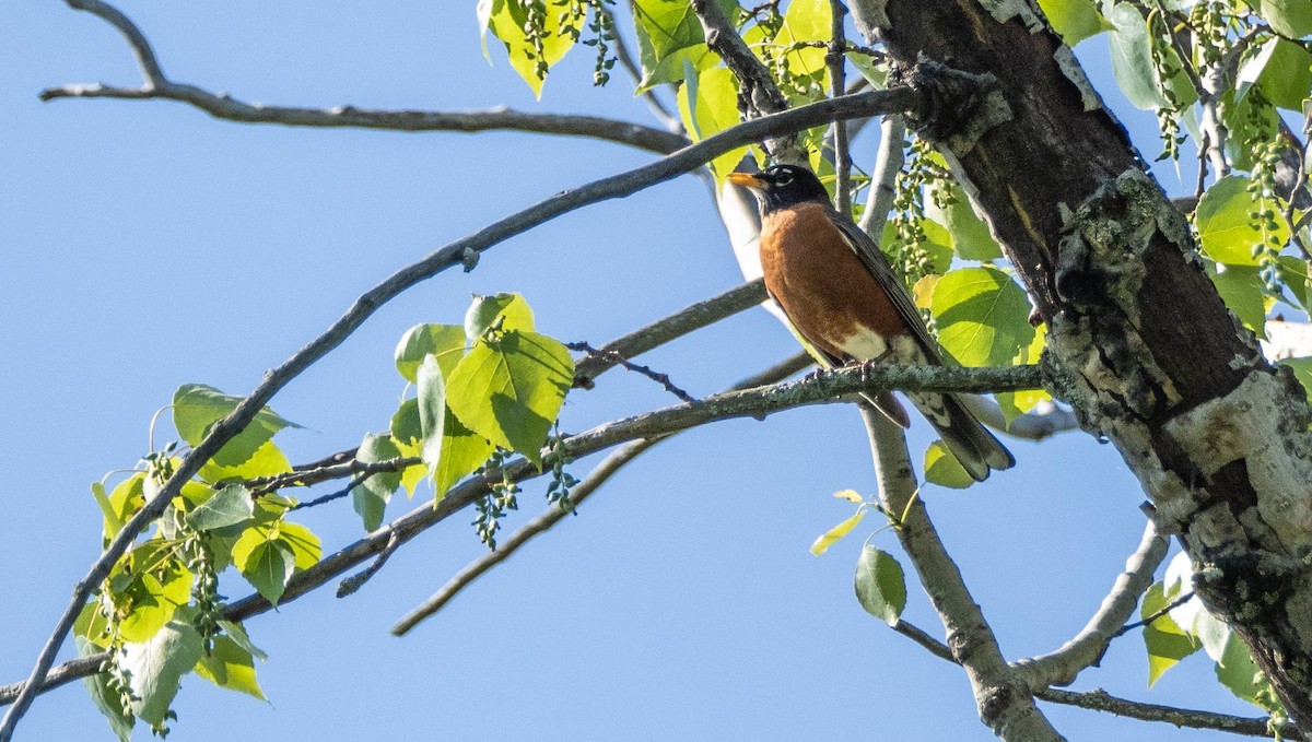 American Robin - Matt M.