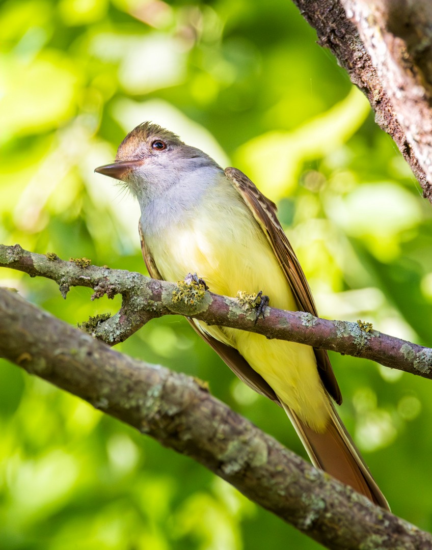 Great Crested Flycatcher - Eric Dyck