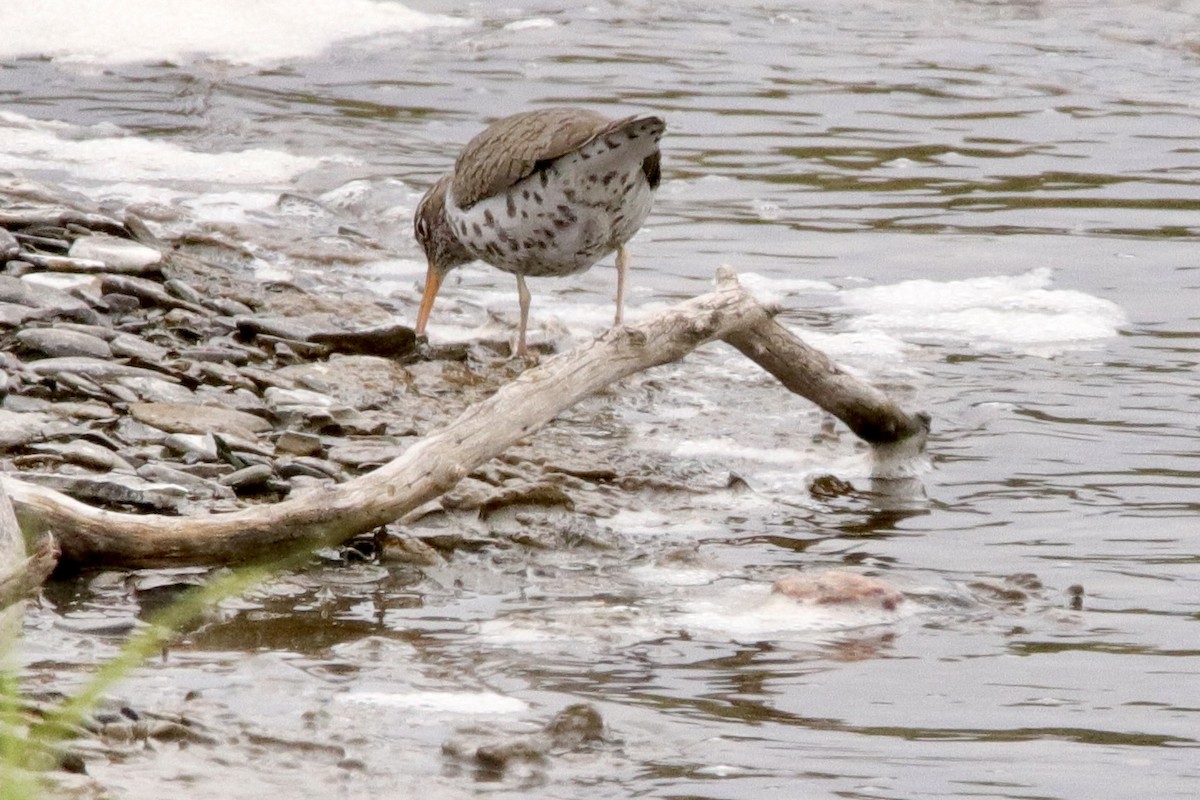 Spotted Sandpiper - Jay & Judy Anderson