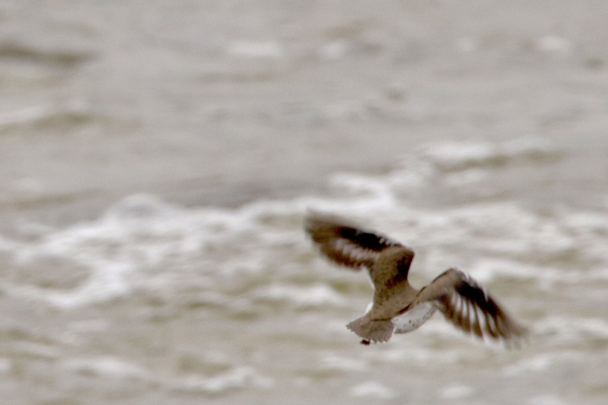 Spotted Sandpiper - Jay & Judy Anderson