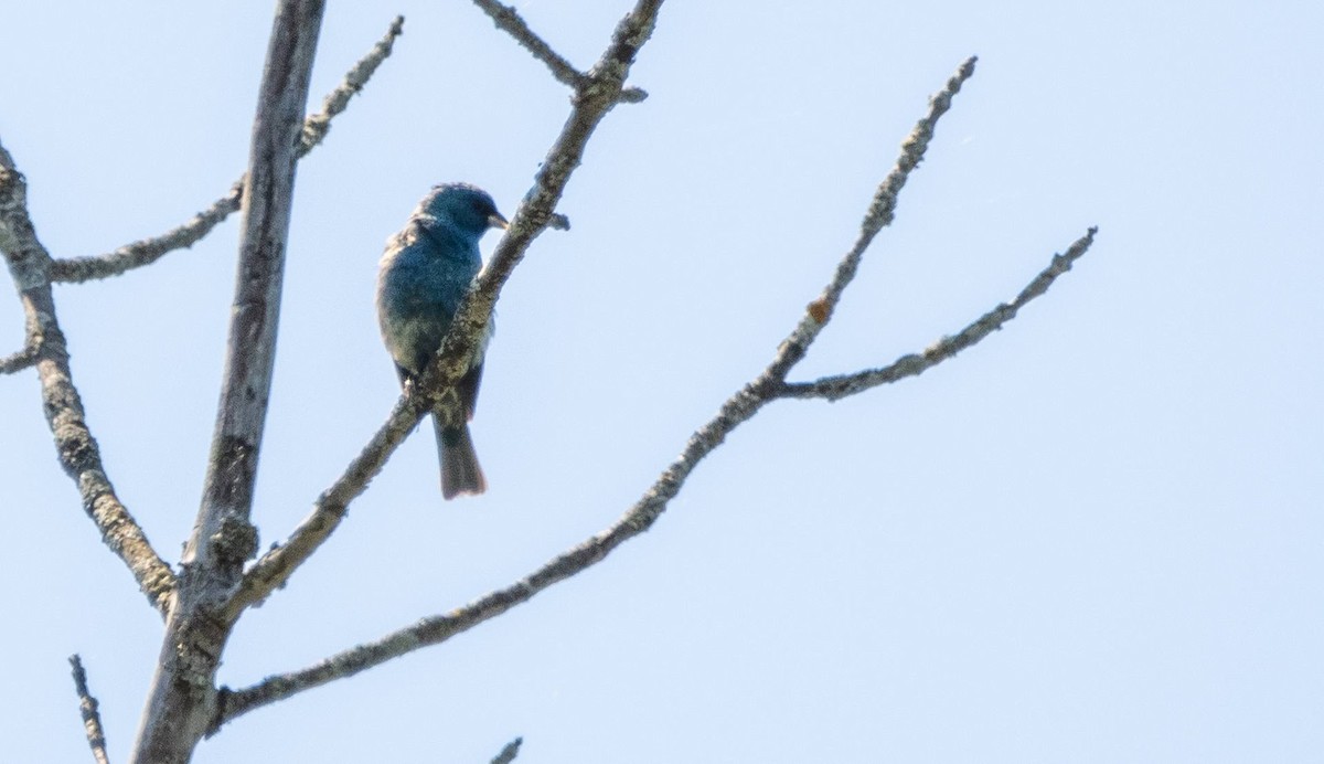 Indigo Bunting - Matt M.