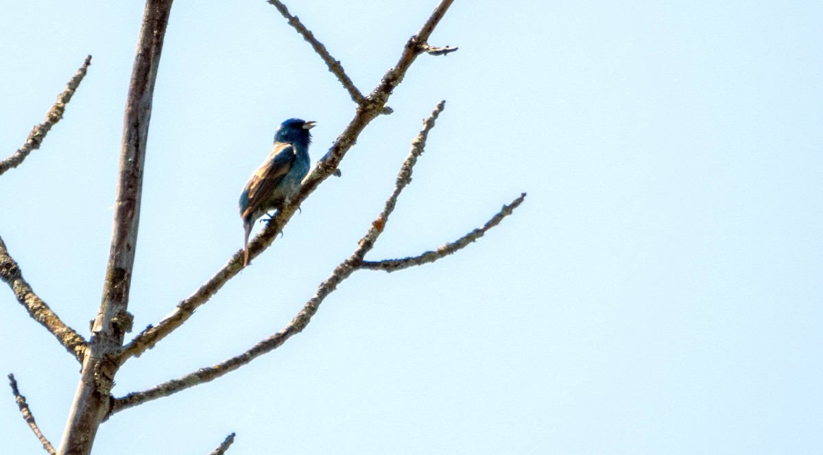 Indigo Bunting - Matt M.