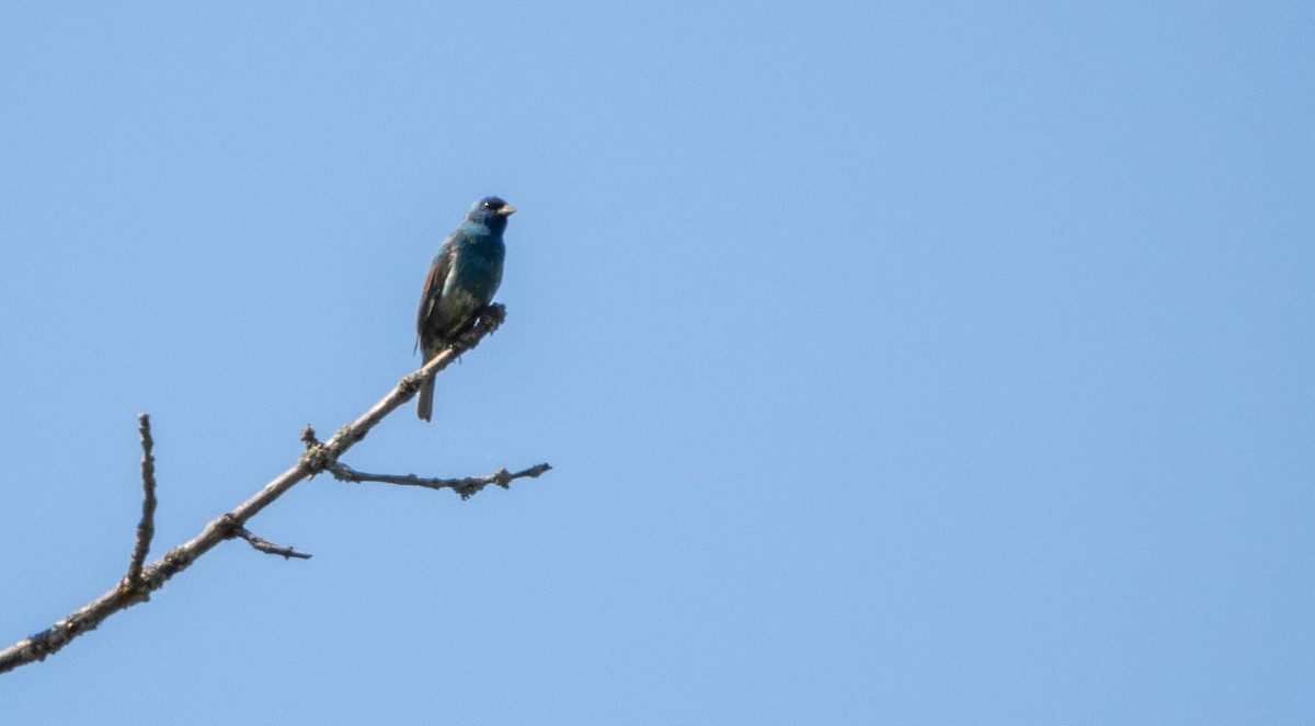 Indigo Bunting - Matt M.