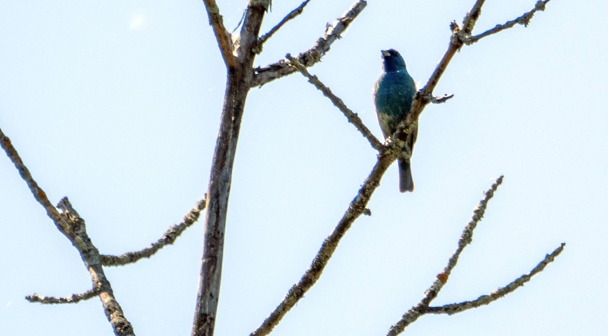 Indigo Bunting - Matt M.