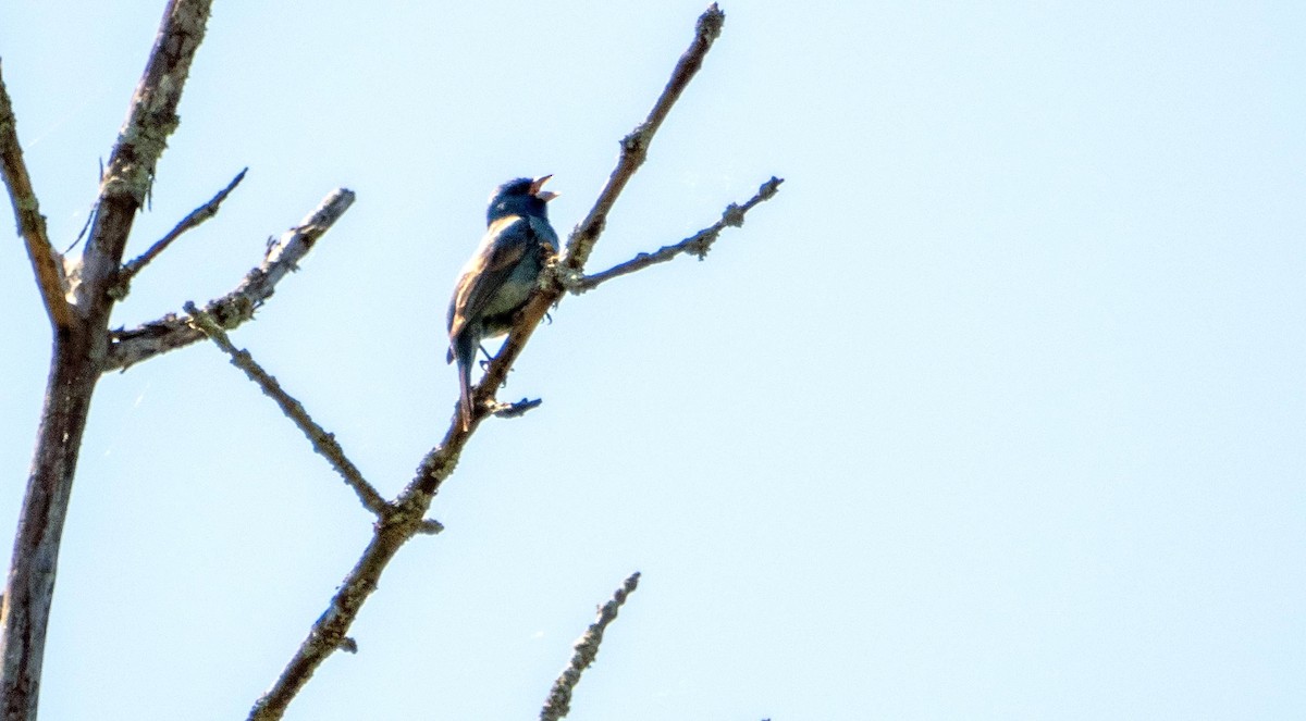 Indigo Bunting - Matt M.