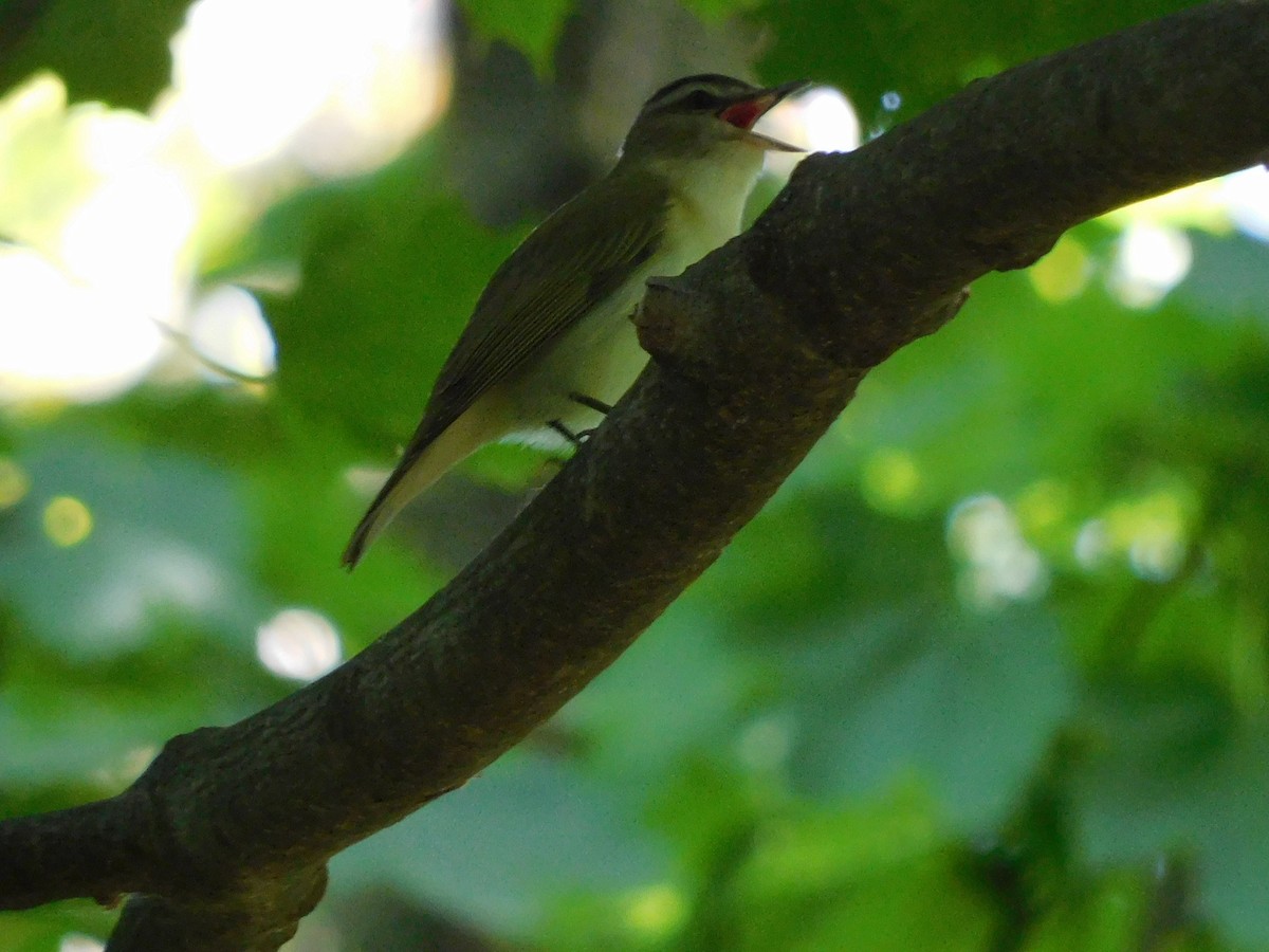 Red-eyed Vireo - Charles Chu