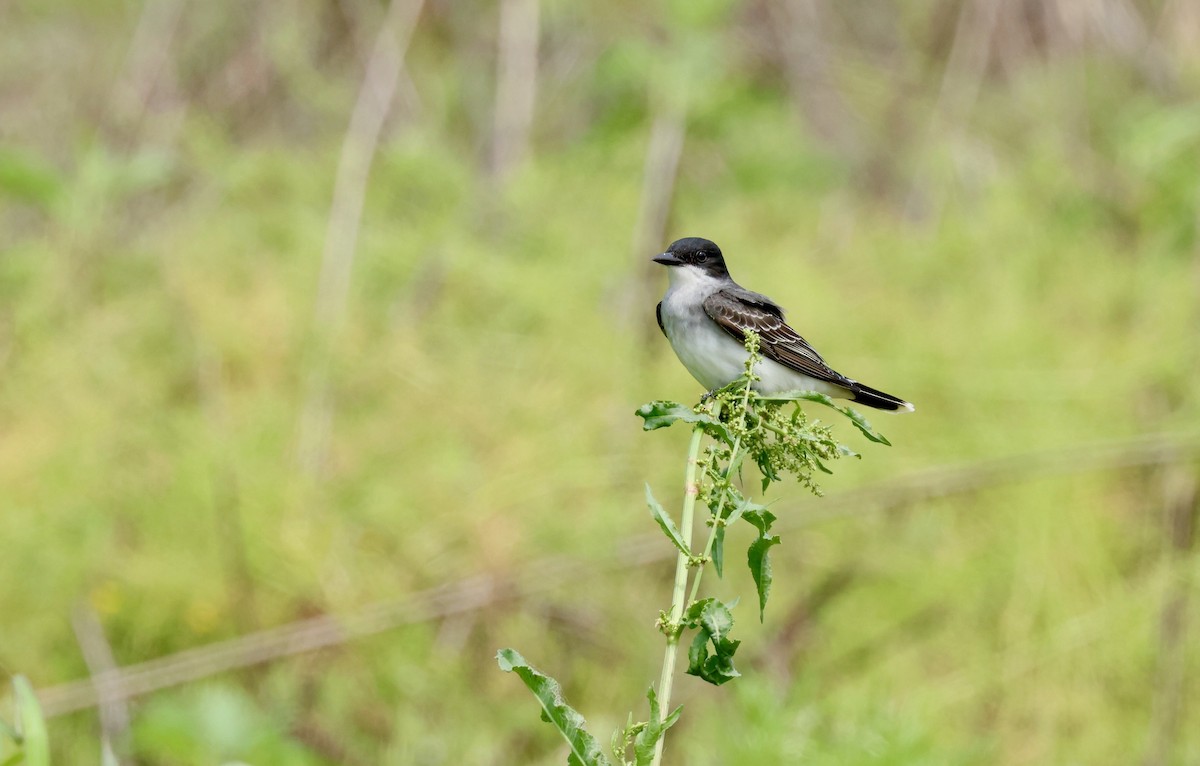 Eastern Kingbird - Grace Simms  🐦‍⬛