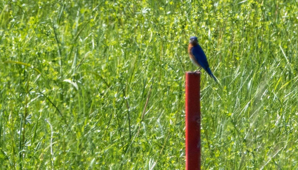 Eastern Bluebird - Matt M.