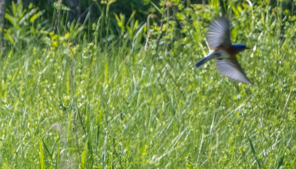 Eastern Bluebird - Matt M.