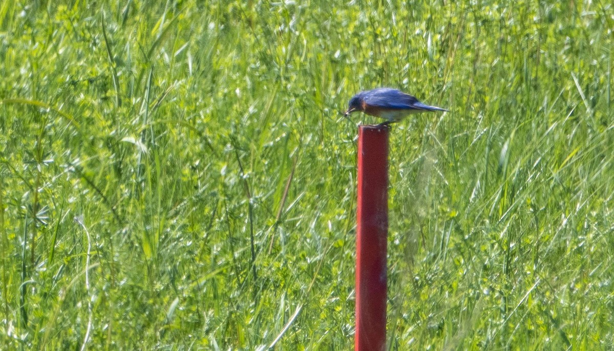 Eastern Bluebird - Matt M.